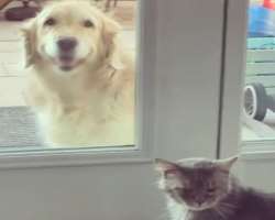The star is an animal lover and has a cat and a dog in her home.